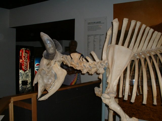 dscf0008.jpg
